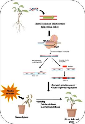Application of CRISPR/Cas9-mediated gene editing for abiotic stress management in crop plants